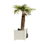 Location de plante naturelle palmier Chamaerops