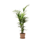 Location de plante naturelle Kentia