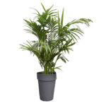 Location de plante naturelle Kentia