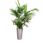 Location de plante naturelle Kentia