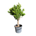 Location de plante naturelle oranger