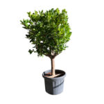 Location de plante naturelle oranger
